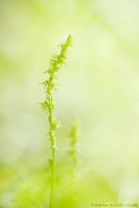 Herminium monorchis / Einknollige Honigorchis / Musk orchid