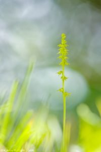 Herminium monorchis / Einknollige Honigorchis / Musk orchid