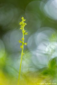 Herminium monorchis / Einknollige Honigorchis / Musk orchid