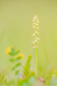 Herminium monorchis / Einknollige Honigorchis / Musk orchid