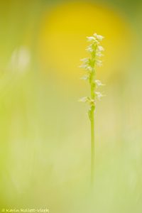 Herminium monorchis / Einknollige Honigorchis / Musk orchid