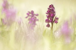 Anacamptis morio / Kleines Knabenkraut / Green-veneid orchid