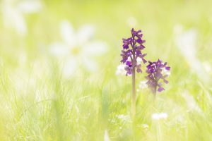 Anacamptis morio / Kleines Knabenkraut / Green-veneid orchid