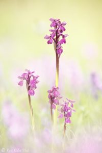 Anacamptis morio / Kleines Knabenkraut / Green-veneid orchid