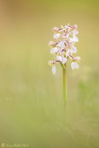 Anacamptis morio / Kleines Knabenkraut / Green-veneid orchid