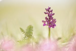 Anacamptis morio / Kleines Knabenkraut / Green-veneid orchid