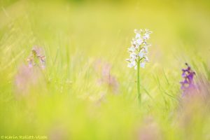 Anacamptis morio / Kleines Knabenkraut / Green-veneid orchid