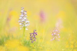 Anacamptis morio / Kleines Knabenkraut / Green-veneid orchid