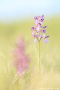 Anacamptis morio / Kleines Knabenkraut / Green-veneid orchid