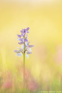 Anacamptis morio / Kleines Knabenkraut / Green-veneid orchid