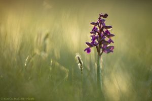 Anacamptis morio / Kleines Knabenkraut / Green-veneid orchid