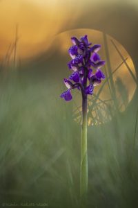 Anacamptis morio / Kleines Knabenkraut / Green-veneid orchid