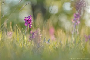 Anacamptis morio / Kleines Knabenkraut / Green-veneid orchid