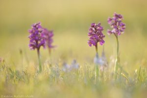 Anacamptis morio / Kleines Knabenkraut / Green-veneid orchid