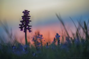 Anacamptis morio / Kleines Knabenkraut / Green-veneid orchid