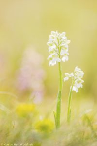 Anacamptis morio / Kleines Knabenkraut / Green-veneid orchid