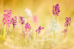 Anacamptis morio / Kleines Knabenkraut / Green-veneid orchid