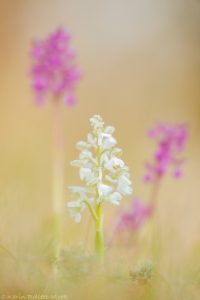 Anacamptis morio / Kleines Knabenkraut / Green-veneid orchid