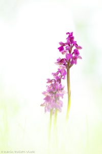 Anacamptis morio / Kleines Knabenkraut / Green-veneid orchid