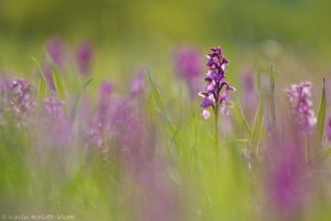 Anacamptis morio / Kleines Knabenkraut / Green-veneid orchid