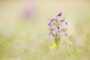 Anacamptis morio / Kleines Knabenkraut / Green-veneid orchid