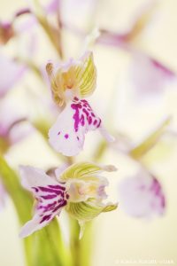 Anacamptis morio / Kleines Knabenkraut / Green-veneid orchid