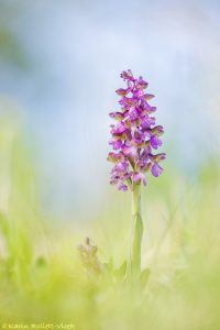 Anacamptis morio / Kleines Knabenkraut / Green-veneid orchid