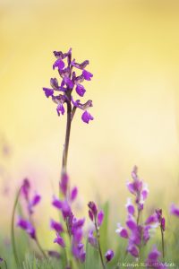 Anacamptis morio ssp caucasica