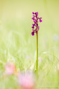 Anacamptis morio ssp caucasica