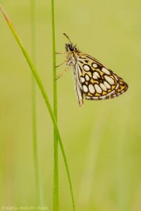 Heteropterus morpheus / Spiegelfleck-Dickkopffalter / Large checkered skipper