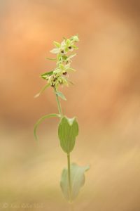 Epipactis muelleri / Müllers Stendelwurz