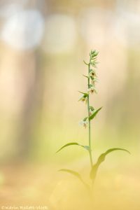 Epipactis muelleri / Müllers Stendelwurz