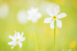 Narcissus radiiflorus / Stern-Narzisse