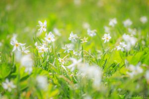 Narcissus radiiflorus / Stern-Narzisse