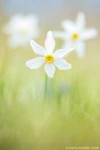 Narcissus radiiflorus / Stern-Narzisse