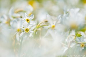 Narcissus radiiflorus / Stern-Narzisse