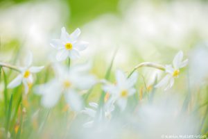 Narcissus radiiflorus / Stern-Narzisse