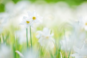 Narcissus radiiflorus / Stern-Narzisse