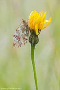 Boloria napaea / Ähnlicher Perlmutterfalter / Mountain fritillary