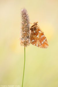 Boloria napaea / Ähnlicher Perlmutterfalter / Mountain fritillary