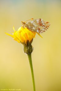 Boloria napaea / Ähnlicher Perlmutterfalter / Mountain fritillary