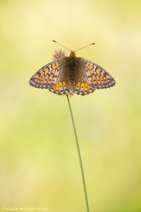 Boloria napaea / Ähnlicher Perlmutterfalter / Mountain fritillary