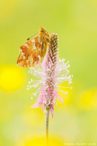 Boloria napaea / Ähnlicher Perlmutterfalter / Mountain fritillary