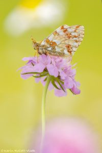 Boloria napaea / Ähnlicher Perlmutterfalter / Mountain fritillary