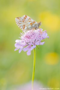 Boloria napaea / Ähnlicher Perlmutterfalter / Mountain fritillary