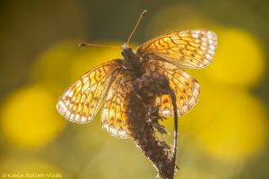 Boloria napaea / Ähnlicher Perlmutterfalter / Mountain fritillary