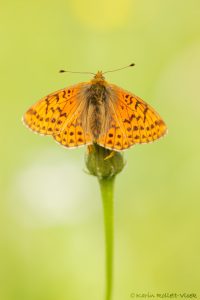 Boloria napaea / Ähnlicher Perlmutterfalter / Mountain fritillary