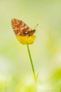 Boloria napaea / Ähnlicher Perlmutterfalter / Mountain fritillary