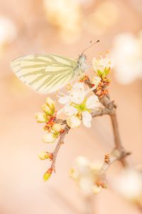 Pieris napi / Grünader-Weißling / Green-veined white