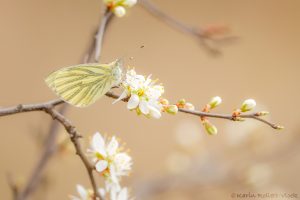 Pieris napi / Grünader-Weißling / Green-veined white